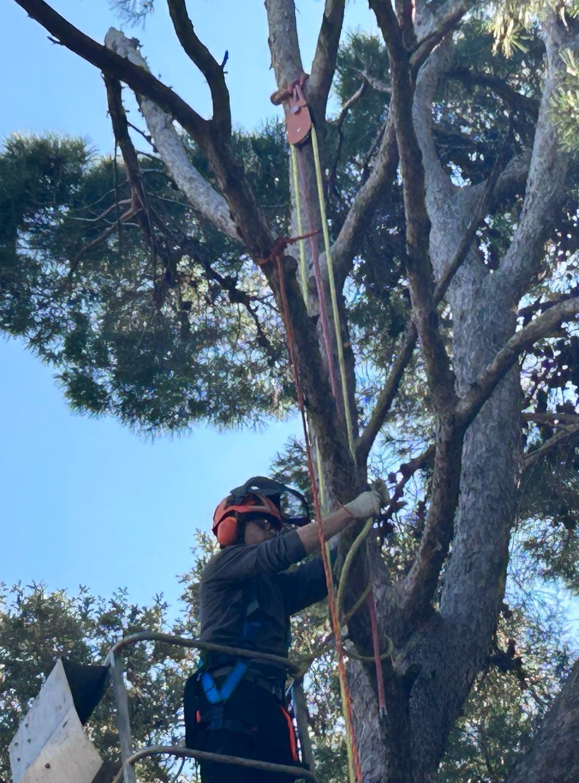 arboricoltura